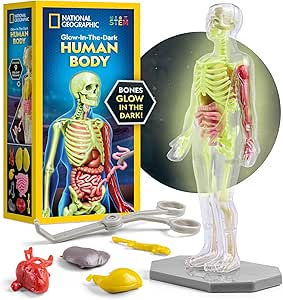 National Geographic Human Body Model for Kids That Glows in The Dark - 32-Piece Interactive Anatomy Model with Bones, Organs, Muscles, Science Kit Stocking Stuffer, Anatomy & Physiology Study Tools